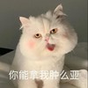 萌宠 猫星人 你能拿我怎么办 嘚瑟 呆萌 可爱