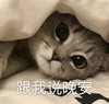 萌宠 猫星人 跟我说晚安 睡了 呆萌 可爱