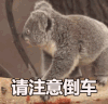 考拉 后退 请注意倒车 小心翼翼 可爱