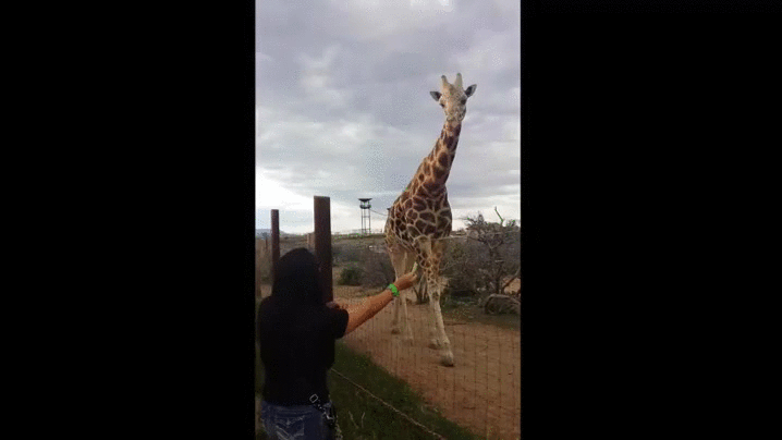 长颈鹿 舔 低头 旅游 惊喜 开心 幸福 giraffe