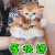 萌宠 猫咪 猫 快递 等快递 soogif soogif出品