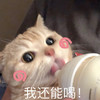 萌宠 喵星人 我还能喝 喝奶 呆萌 搞怪
