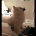 动物 狗狗 萌 可爱