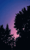 星星 stars nature
