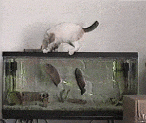 战斗 害怕 猫 鱼 水族馆