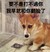 小狗 毛茸茸 汪星人 我早就和你翻脸了