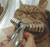 猫咪 按摩 可爱 瘦脸 闭眼睛 享受
