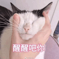 醒醒 猫