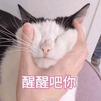 醒醒 猫 搞怪 逗