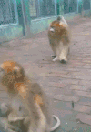 猴子 拥抱 动物 可爱