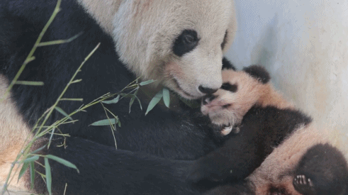萌宠 可爱 搞笑 大熊猫