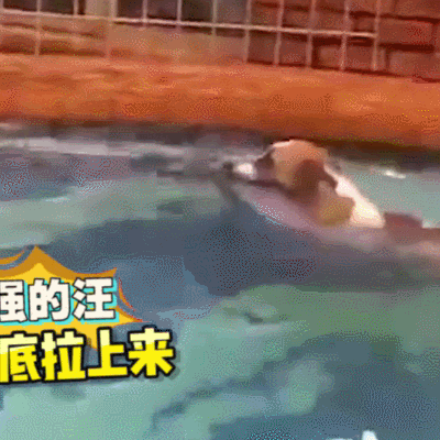 萌宠 狗狗 游泳 倔强的汪