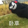 卧槽 熊本熊 卧倒 陶醉