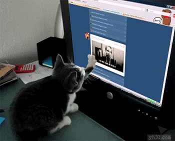 猫咪 用爪子玩 电脑 开心