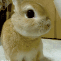 兔子 斗毛 可爱 大耳朵