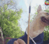 萌宠 汪 斗牛犬 soogif soogif出品