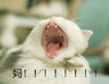 萌宠 猫星人 妈 在哪呢 呆萌 可爱
