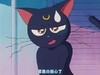 猫咪 冒汗 可爱 不屑