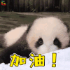 萌宠 熊猫 赞 加油 soogif soogif出品