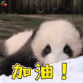 萌宠 熊猫 赞 加油 soogif soogif出品