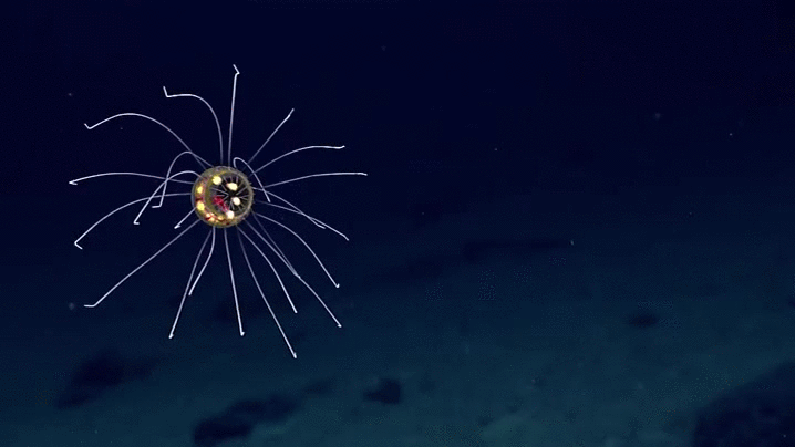 水母 jellyfish