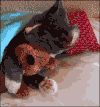 很嗨  搞怪  猫猫  拥抱