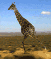 长颈鹿 giraffe 奔跑 魔性 恶搞