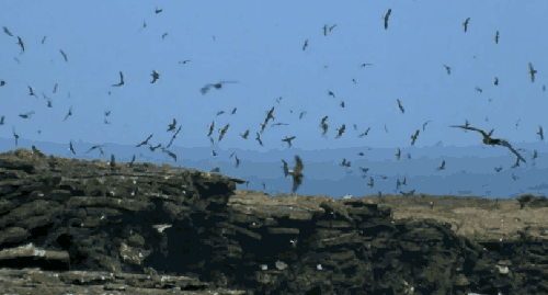 军舰鸟 加拉帕戈斯群岛 动物 厄瓜多尔 海鸟 纪录片