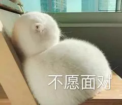 萌宠gif猫星人gif不愿面对gif呆萌gif可爱gif