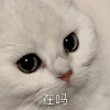 萌宠 喵星人 在吗 好奇 可爱 呆萌