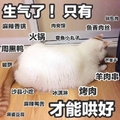 萌星人 搞笑 小猫 生气了只有麻辣香锅烤肉才能哄好