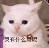 萌宠 猫星人 哭有什么用呢 无奈 呆萌 可爱