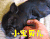 小宝贝  宝贝 宝贝儿 猪