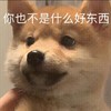 萌宠 汪星人 你也不是什么好东西 嫌弃 呆萌 可爱