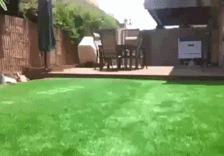 草坪 泳池 搞笑