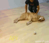 汪星人 金毛 可爱 懒