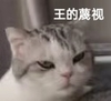 萌宠 猫星人 王的藐视 嫌弃 搞怪 逗