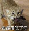 萌宠 猫咪 在熬夜吃了你 不许熬夜 快去睡觉 凶巴巴
