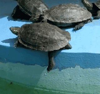 不容  二龟   跌落   水族馆