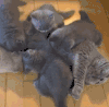 猫咪 灰色的毛 可爱 躺着 地板