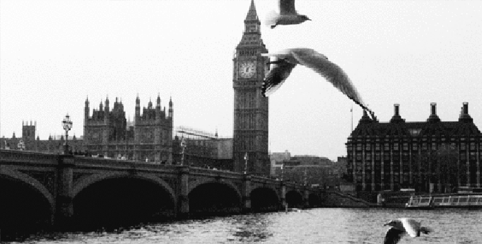 城市 英国 飞鸟 自由