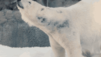 雪 抖毛 熊 可爱