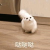 萌宠 猫星人 哒哒哒 我来了 搞怪 逗