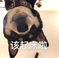 萌宠 汪星人 该起床了 催促 呆萌 可爱