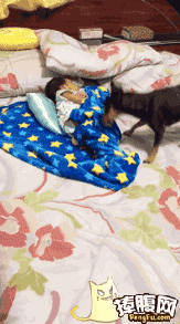 小狗 儿童 床 照顾