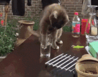 猫咪 喝水 搞笑 可爱