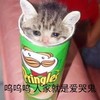萌宠 猫星人 呜呜呜 人家就是爱哭鬼 呆萌 可爱