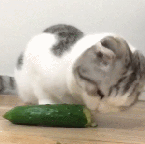 猫咪 黄瓜 可爱 嚼一嚼