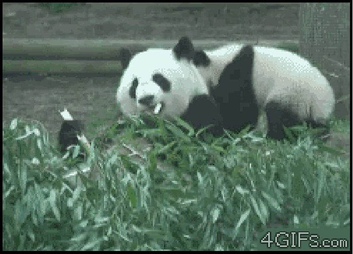 熊猫 打架 竹子 吃东西