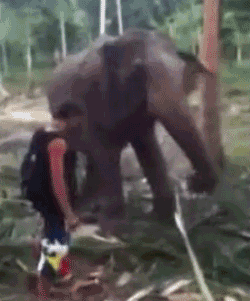 大象 elephant 怒 wasted